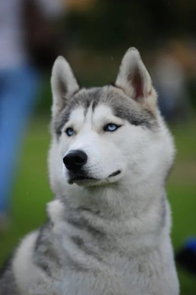 犬のハスキー、クローズ アップの肖像画 — ストック写真