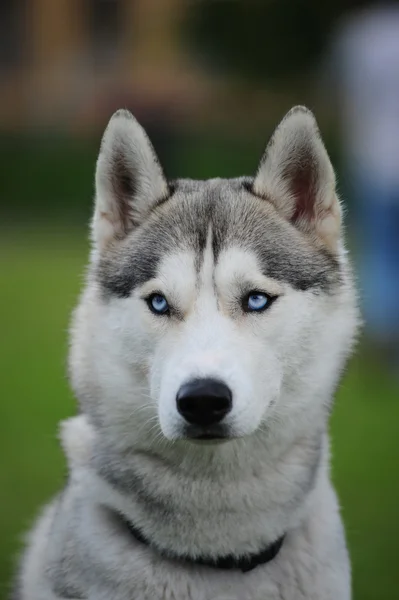 Husky, szczegół portret psa — Zdjęcie stockowe
