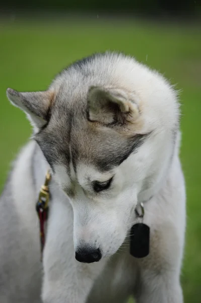 Husky, retrato de cerca de un perro —  Fotos de Stock