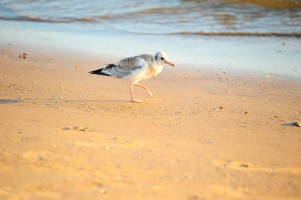Чайка прогуливаясь по пляжу — стоковое фото