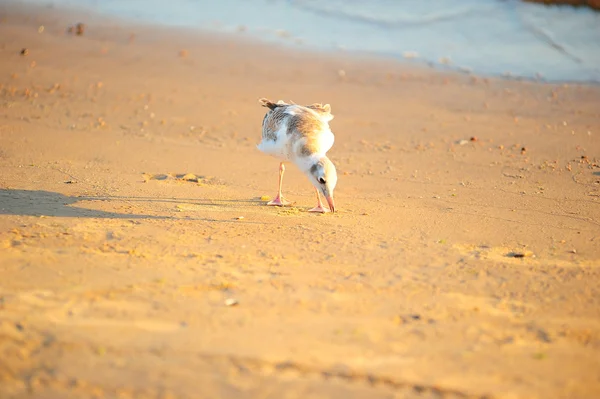 นกนางนวลเดินบนชายหาด — ภาพถ่ายสต็อก