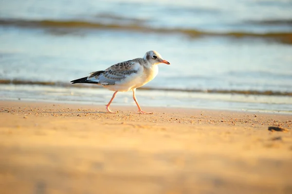 stock image Seagull walking on the beach