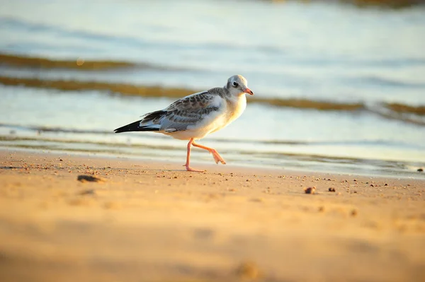 Stock image Seagull walking on the beach