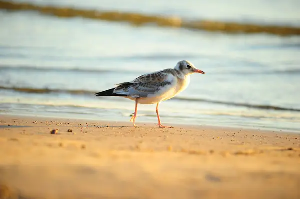 stock image Seagull walking on the beach