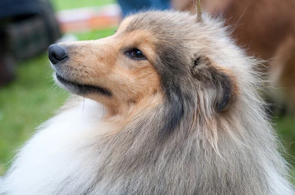 Shetland sheepdog close-up — Fotografia de Stock