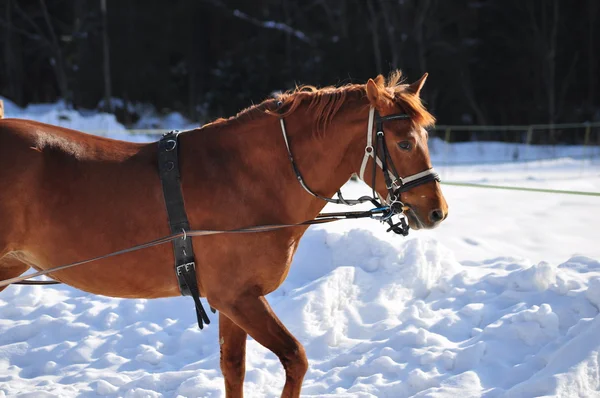 Cavalo correndo no inverno — Fotografia de Stock