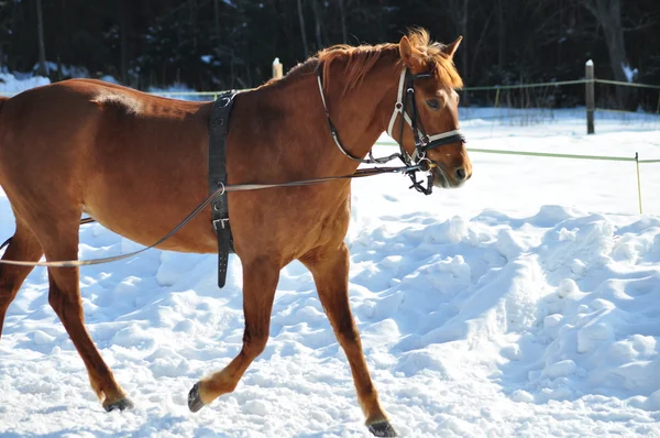 Course de chevaux en hiver — Photo