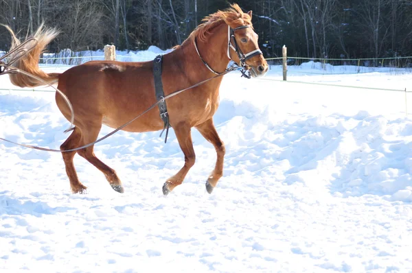 Corsa di cavalli in inverno — Foto Stock