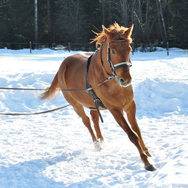 Corsa di cavalli in inverno — Foto Stock