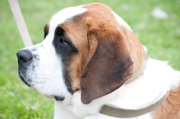 St. bernard hond — Stockfoto