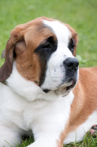 St. Bernard dog — Stock Photo, Image