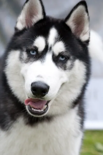 Husky, close-up retrato de um cão — Fotografia de Stock