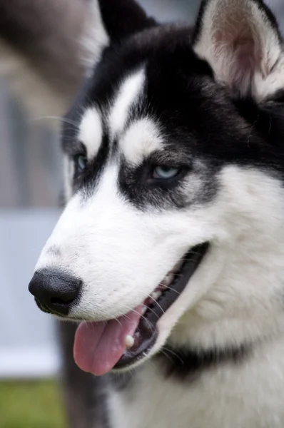 Husky, närbild porträtt av en hund — Stockfoto