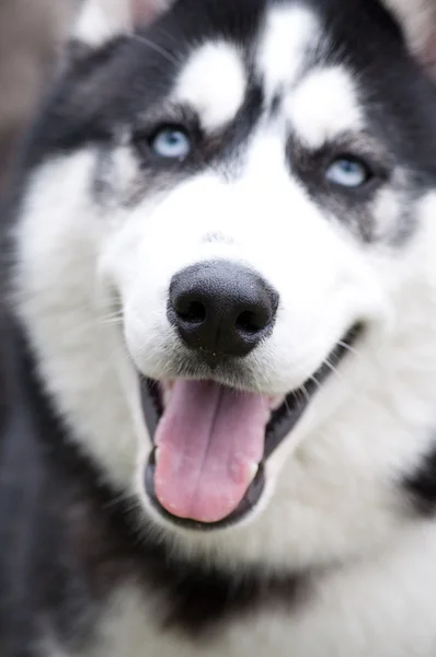Husky, yakın çekim portre bir köpek — Stok fotoğraf