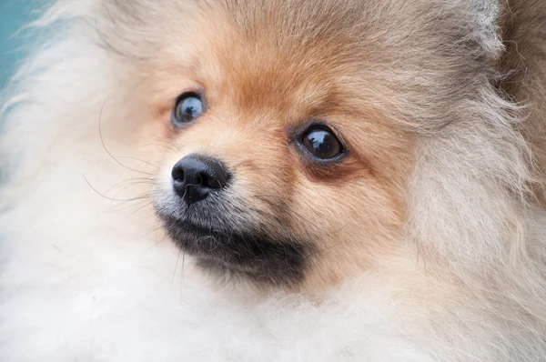 Raça pura Pomeranian ou spitz alemão — Fotografia de Stock