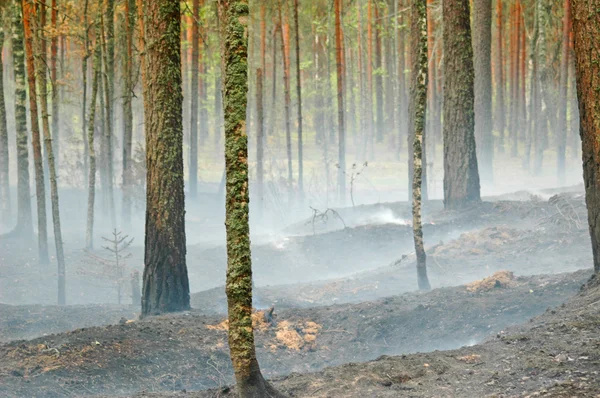 Røyk og ild i skogen. – stockfoto