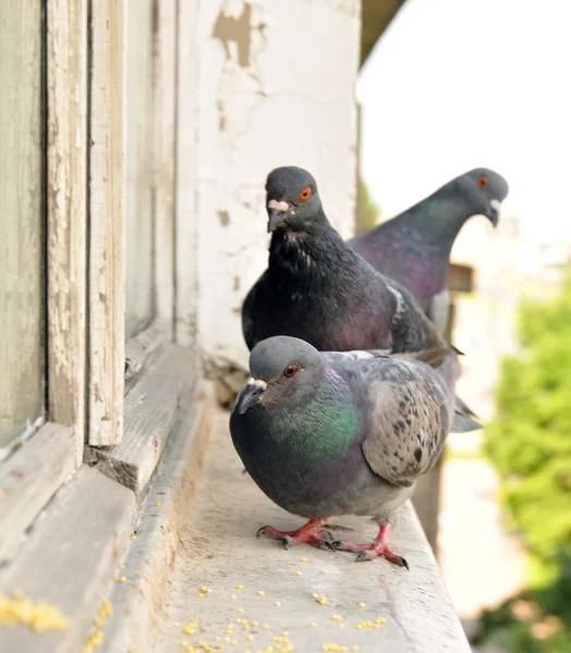 stock image Grey pigeons