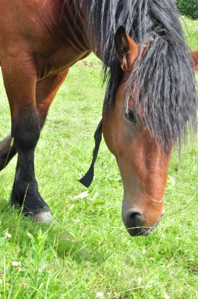 牧草地に馬 — ストック写真