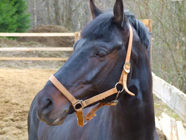 O retrato de cavalo — Fotografia de Stock