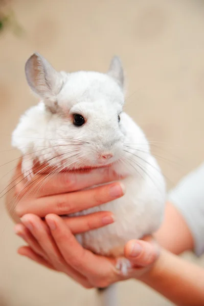 White chinchilla — Stock Photo, Image