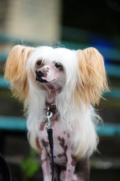 O cão de crista chinês — Fotografia de Stock