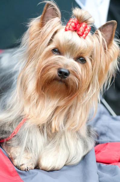 Küçük köpek yorkshire korkunç — Stok fotoğraf