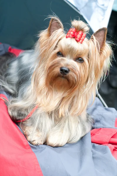 Küçük köpek yorkshire korkunç — Stok fotoğraf