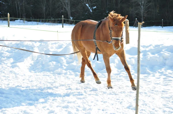 Pferderennen im Winter — Stockfoto