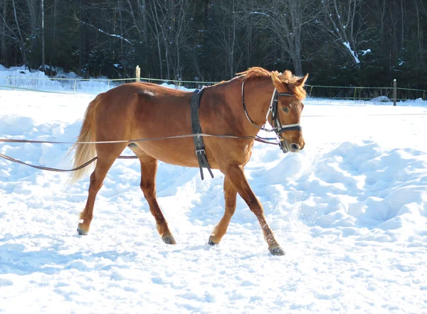 Cavalo correndo no inverno — Fotografia de Stock