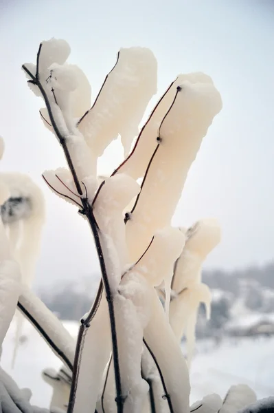 氷の枝 — ストック写真