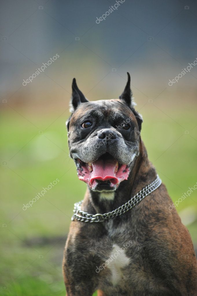 boxer dog |图库照片08АннаЯкимова#4455747