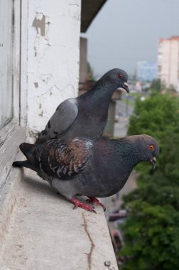 Two pigeons clipart