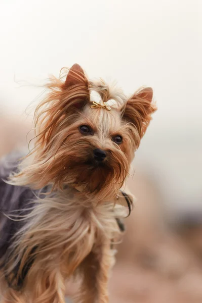 Liten hund yorkshire terrier — Stockfoto