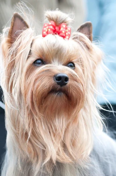 Μικρό σκυλί τεριέ του Γιορκσάιρ — Φωτογραφία Αρχείου