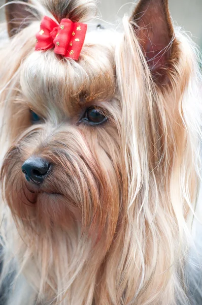 Kleiner hund yorkshire terrier — Stockfoto