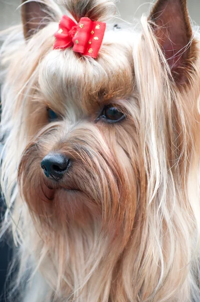 Pequeno cão Yorkshire terrier — Fotografia de Stock