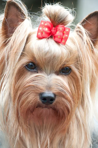Собака мала Йоркширський тер'єр — стокове фото