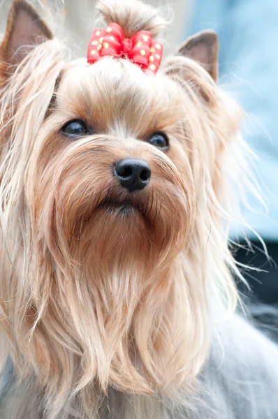 Perro pequeño Yorkshire terrier — Foto de Stock