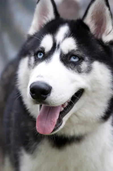 Husky, close-up retrato de um cão — Fotografia de Stock