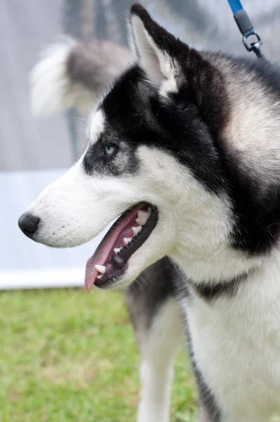 Husky, Nahaufnahme Porträt eines Hundes — Stockfoto