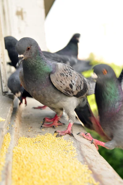 stock image Grey pigeons