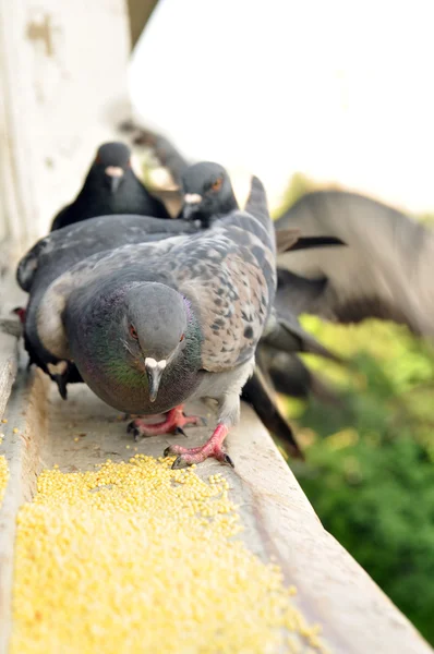 Stock image Grey pigeons