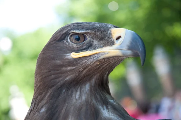 Eagle's head — Stock Photo, Image
