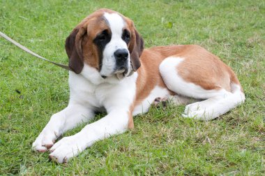 St bernard clipart