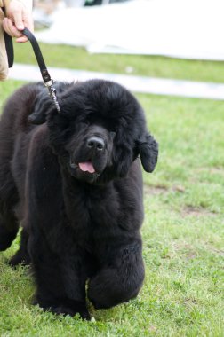 Newfoundland dog clipart