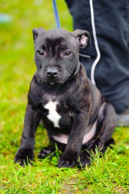 Staffordshire Bull Terrier sitting clipart