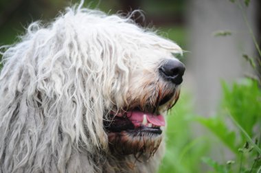 Komondor clipart