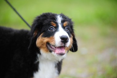 Bernese mountain dog clipart