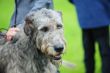 A beautiful Irish Wolfhound dog head portrait clipart