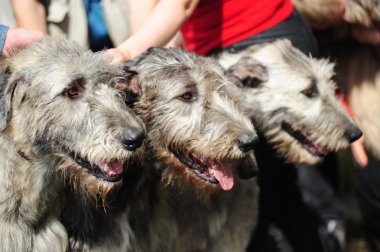 Irish Wolfhound dogs clipart